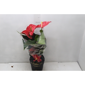 ANTHURIUM MICHIGAN P17 PREMIUM