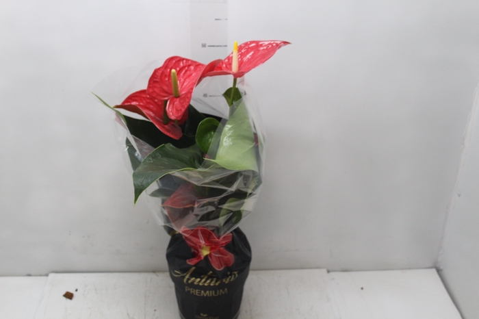 <h4>ANTHURIUM MICHIGAN P17 PREMIUM</h4>