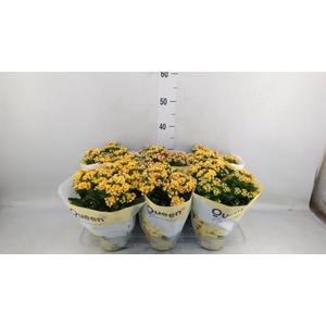 Kalanchoe  'MoreFlow Lausanne'