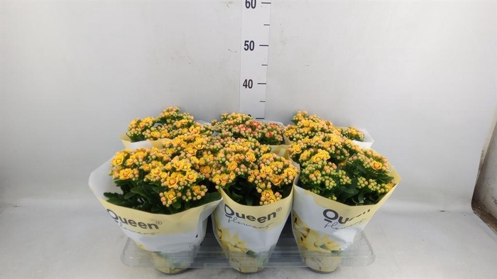 <h4>Kalanchoe  'MoreFlow Lausanne'</h4>