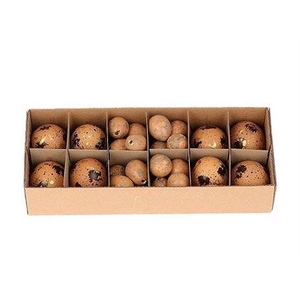 Egg Combi 8 Chicken 24 Quail L28w11h7