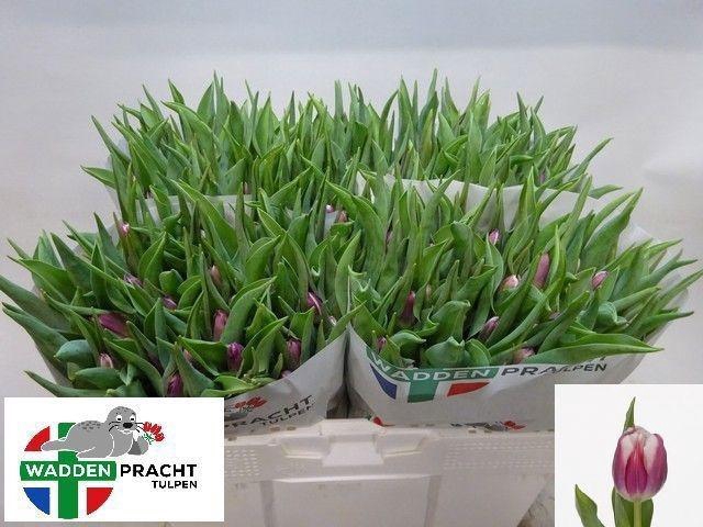 <h4>TU EN GENUA</h4>