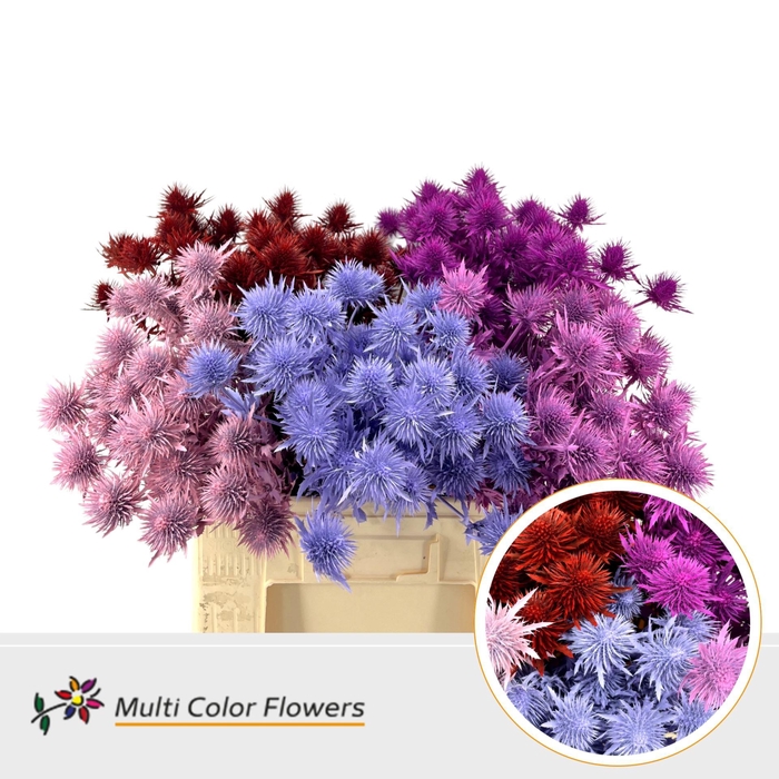 <h4>Eryngium alp.   ...colored H%</h4>