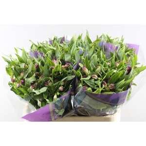 Alstr Casanova (cerise)