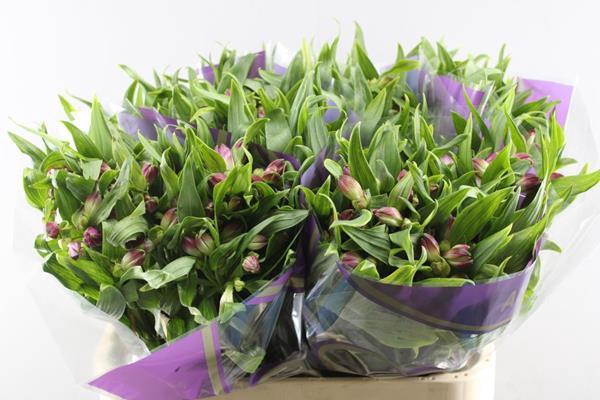 <h4>Alstr Casanova (cerise)</h4>