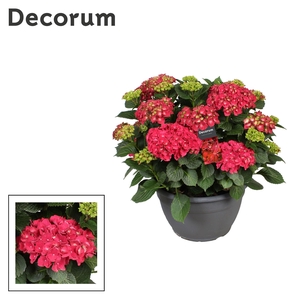 Hydrangea rood (Decorum)