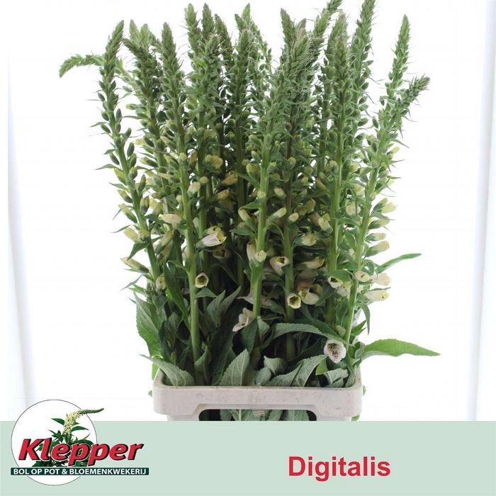 <h4>Digitalis Camelot Lavender</h4>