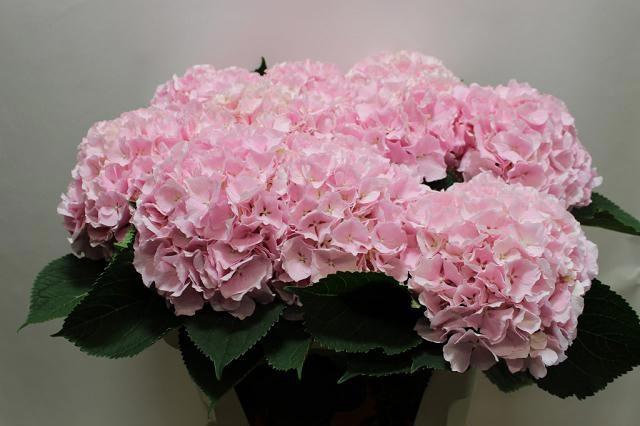 <h4>HYDR M CH VERENA</h4>