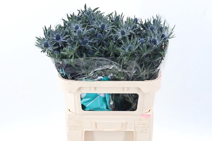 <h4>Eryn Orion Qstar 70cm</h4>