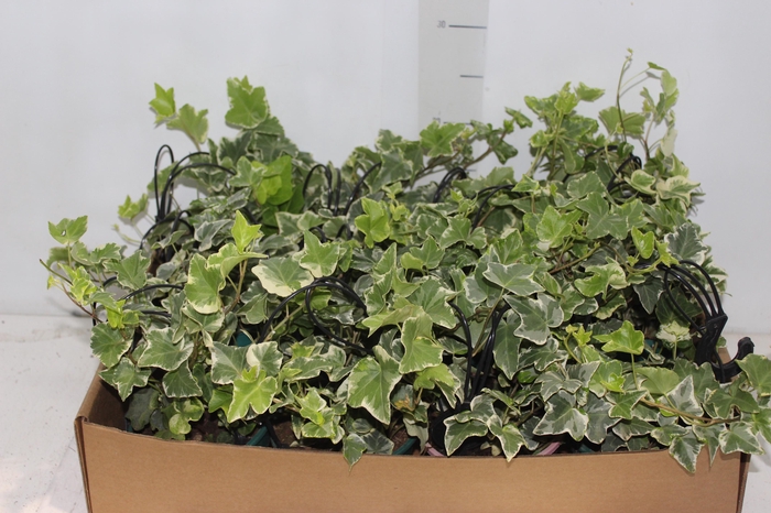 <h4>HEDERA VARIEGATA C13</h4>