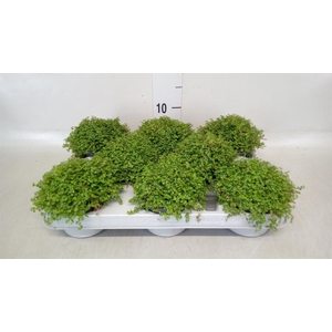 Soleirolia soleirolii   ...green