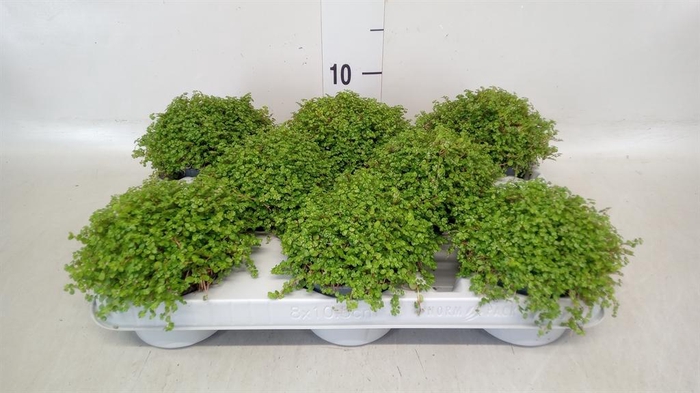 <h4>Soleirolia soleirolii   ...green</h4>