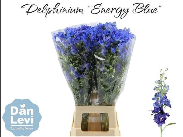 Delph En Energy Blue