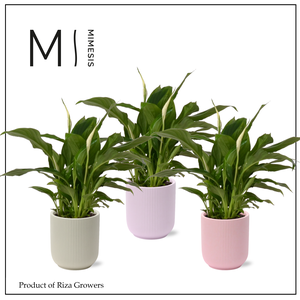 Spathiphyllum Chopin Charming - 9cm in Atlanta | Mimesis