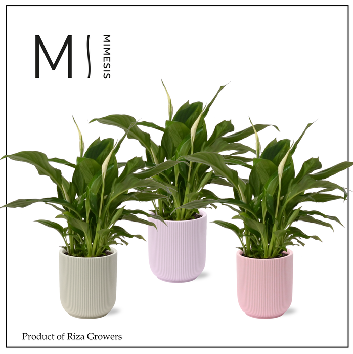 <h4>Spathiphyllum Chopin Charming - 9cm in Atlanta | Mimesis</h4>