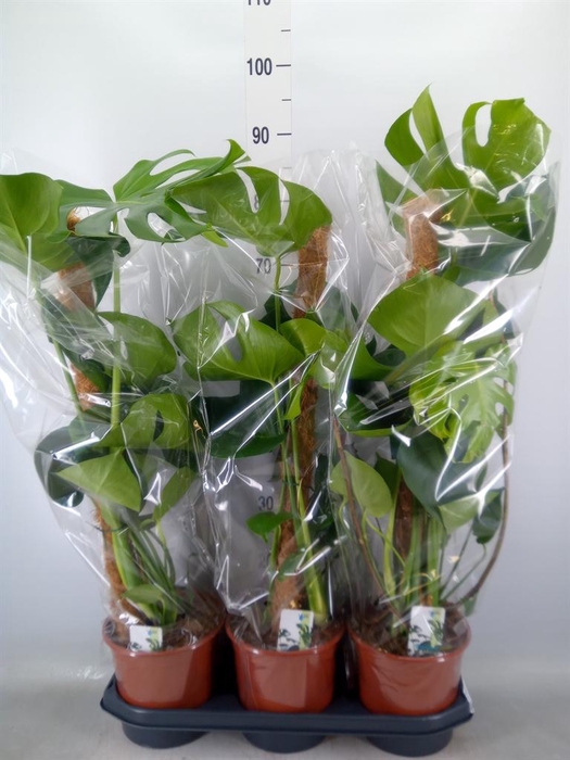 <h4>Monstera delic.</h4>