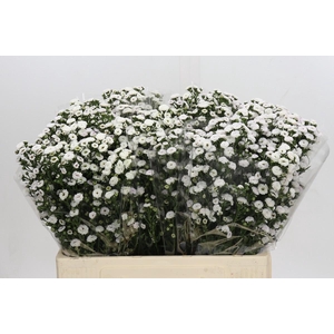 Aster White Gypsy