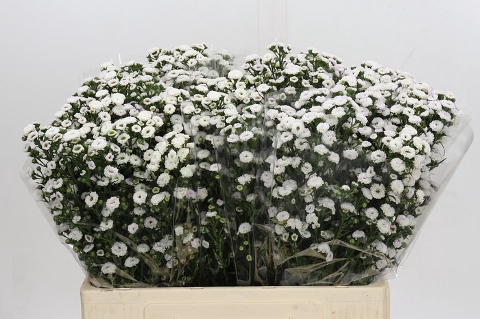 <h4>Aster White Gypsy</h4>