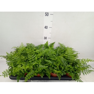 Asplenium  'Parvati'