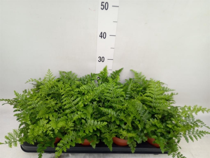 <h4>Asplenium  'Parvati'</h4>