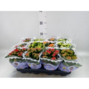 Kalanchoe blos.   ..rosebud mix  5