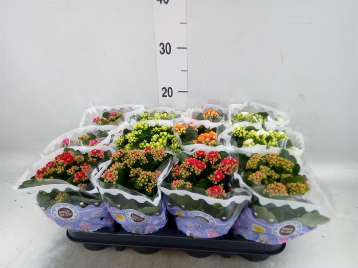 <h4>Kalanchoe blos.   ..rosebud mix  5</h4>