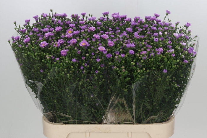 <h4>Aster Casarosa</h4>