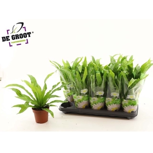 Asplenium Antiquum 12Ø 35cm