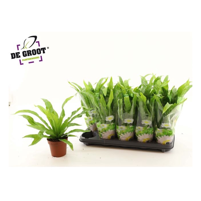 <h4>Asplenium Antiquum 12Ø 35cm</h4>