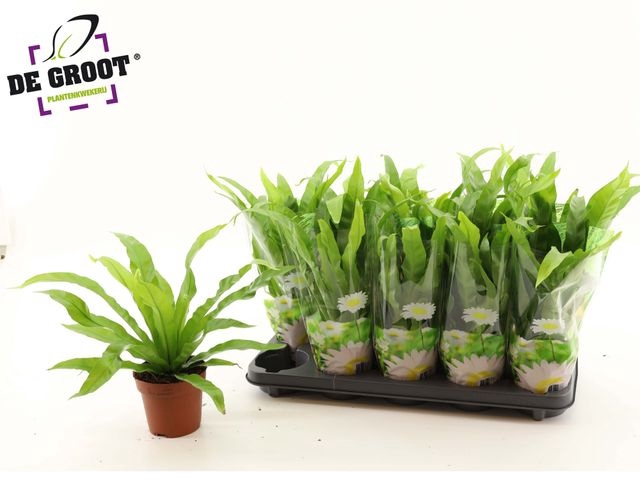 Asplenium Antiquum 12Ø 35cm