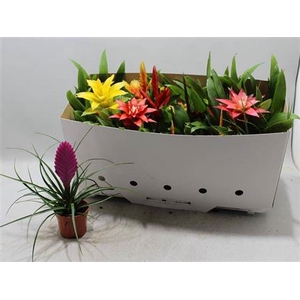 Bromelia Gem 13 Srt