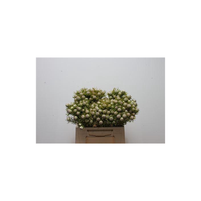 <h4>Kaaps Jade Pearl Spray</h4>