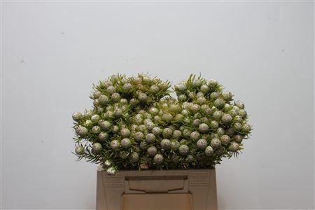 Kaaps Jade Pearl Spray