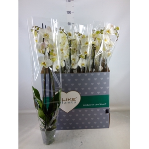 Phalaenopsis   ...white