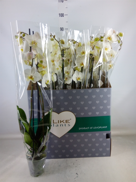 <h4>Phalaenopsis   ...white</h4>