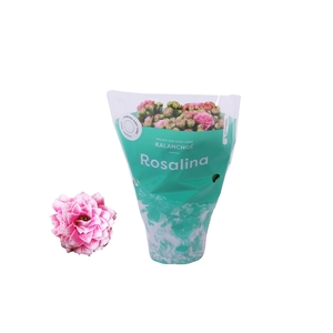 Kalanchoe Rosalina 07cm Don Alano wit/roze