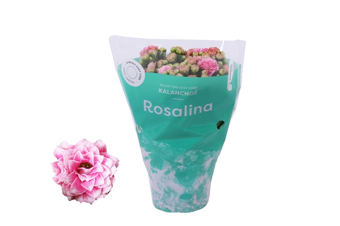 <h4>Kalanchoe Rosalina 07cm Don Alano wit/roze</h4>