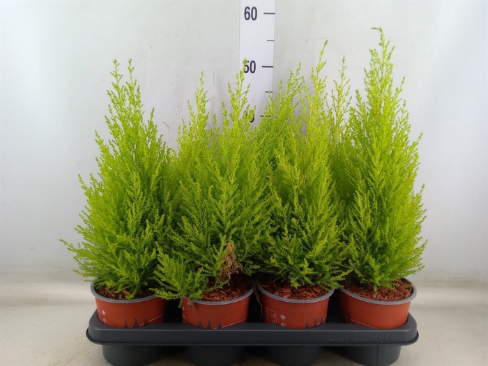 <h4>Cupressus macro. 'Goldcrest Wilma'</h4>