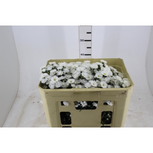 ASTER MARIANA 050 CM