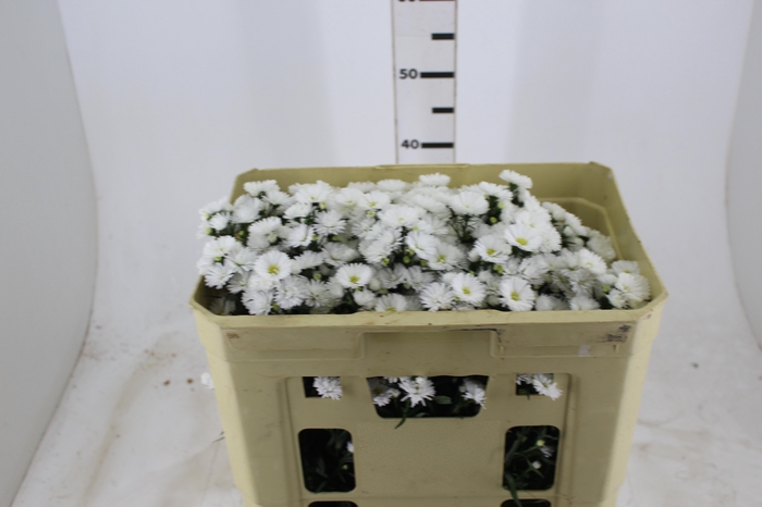 <h4>ASTER MARIANA 050 CM</h4>