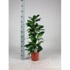 Ficus cyathistipula