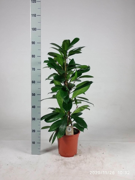 <h4>Ficus cyathistipula</h4>