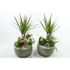 2060 KER GREEN DRACENA