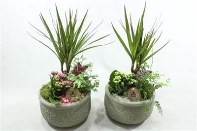 <h4>2060 KER GREEN DRACENA</h4>