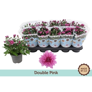 Chrysant Double Pink