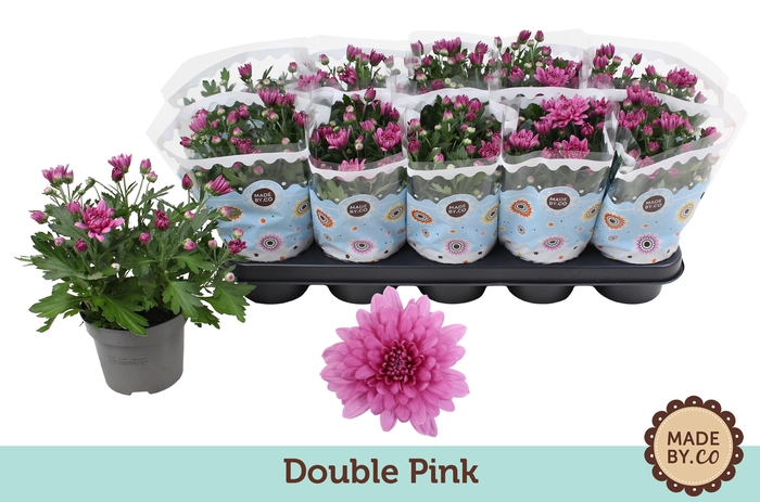 <h4>Chrysant Double Pink</h4>