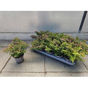 CUPH HYSSOPIFOLIA
