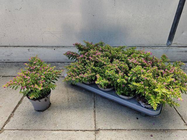 <h4>CUPH HYSSOPIFOLIA</h4>