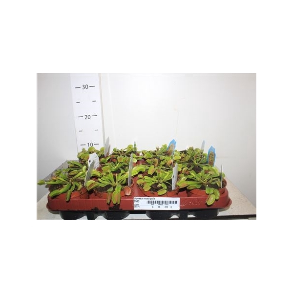 <h4>Dionaea Muscipula</h4>