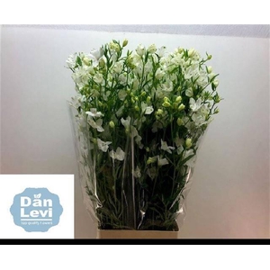 DELPH EN BE AN WHITE